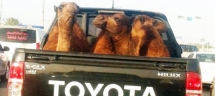 toyota-2015-world-of-toyota-ten-things-hilux-article-image-04_tcm-11-390056
